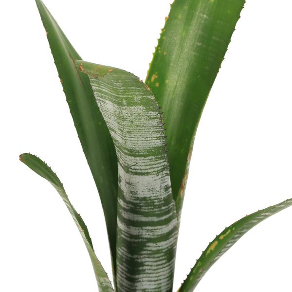 チャーム（charm） （観葉植物）ビルベルギア 'ユーチューブ' タイ産