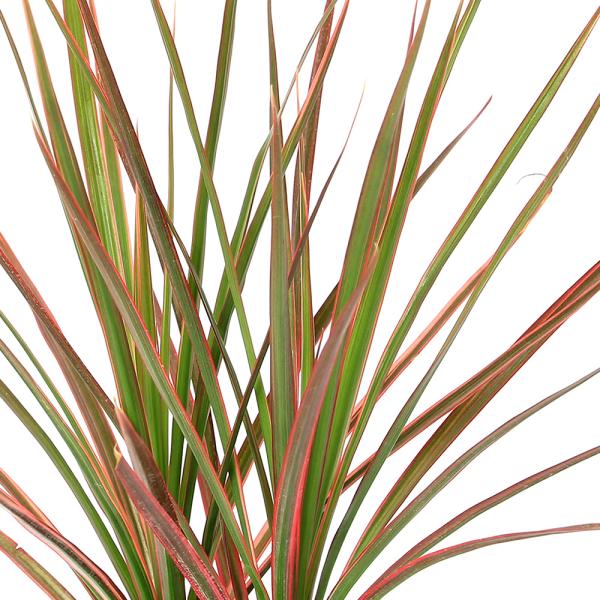 観葉植物　ガーデニング　リュウケツジュ　竜血樹　ドラセナ　コンシンネ　レインボー　３号　背丈２０〜５０ｃｍ　マイナスイオン　植物　植物生体　ガーデニング生体　育て方　育成方法　栽培方法　rknd　y24m08　toukihassouhuka