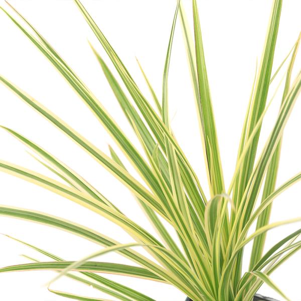 観葉植物　ガーデニング　リュウケツジュ　竜血樹　ドラセナコンシンナ　コンシンネ　ホワイポリー　Dracaena　marginate　White　Holli　背丈２０〜５０ｃｍ　マイナスイオン　植物　植物生体　ガーデニング生体　育て方　育成方...