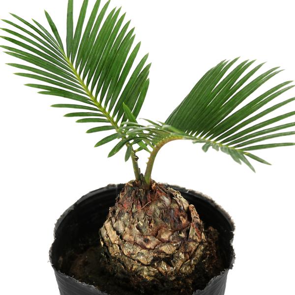 ガーデニング　観葉植物　ソテツ　20150128　ＨＴ　Ｃｙｃａｓ　ｒｅｖｏｌｕｔａ　海辺植物　沿岸植物　植物　植物生体　ガーデニング生体　育て方　育成方法　栽培方法　サイカス　蘇鉄　ｒｋｎｄ　y24m08　toukihassouhuka