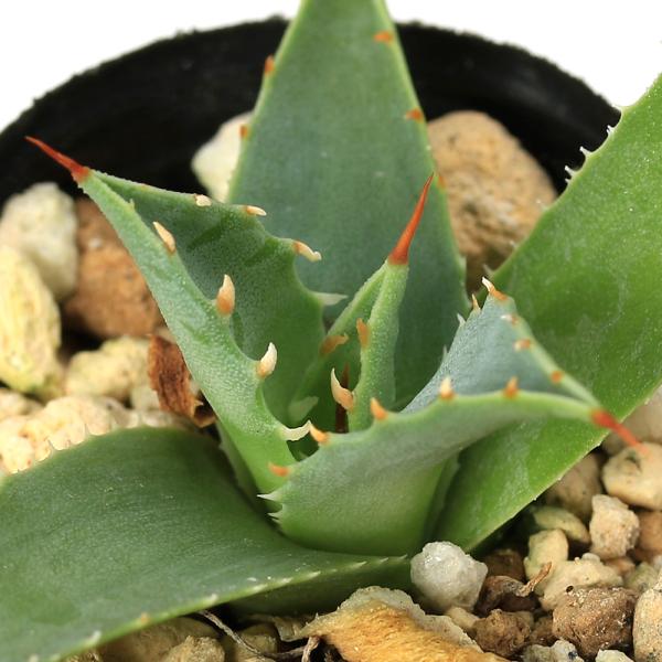アガベ　ユタエンシス　エボリスピナ　２号　ガーデニング　観葉　観葉植物　リュウゼツラン　多肉　センチュリープランツ　インテリア　tanikuplapot_series　tanikupot_series　Agave　ｕｔｈａｅｎｓｉｓ　ｖａｒ...