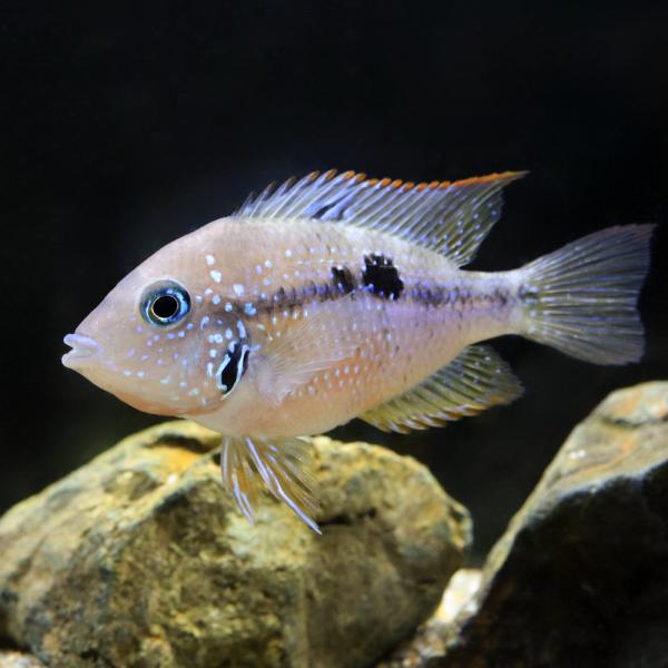 チャーム（charm） （入荷未定）（熱帯魚）トリクティス