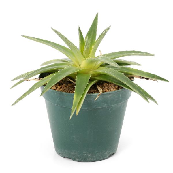 観葉植物）一点物 ディッキア イエローグロー 3号（1鉢