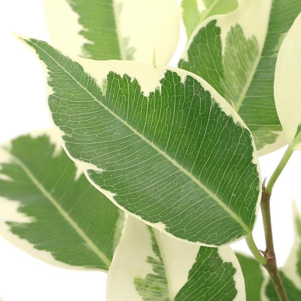 観葉植物　園芸　ガーデニング　ビバリウム　アクアテラリウム　パルダリウム　両爬向き植物　クワ科　イチジク属　Ficus　benjamina　'Starlight'　ベンジャミンゴムノキ　フィカスベンジャミナ　ベンジャミン　スターライト　育て...