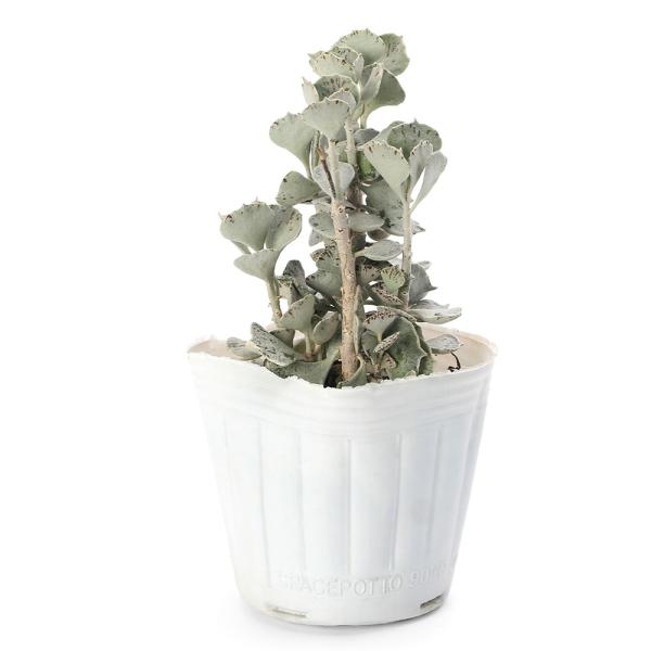 ガーデニング　サボテン・多肉植物　Ｋａｌａｎｃｈｏｅ　ｒｈｏｍｂｏｐｉｌｏｓａ　all_plants　taniku0127　育て方　育成方法　栽培方法　観葉植物　多肉　多肉植物　カランコエ　ロンボピローサ　y24ｍ09　cno　202409...