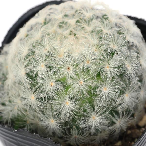 観葉植物　サボテン　マミラリア　白星　３ゴウ　ガーデニング　サボテン・多肉植物　all_plants　サボテン科　マミラリア属　実生　多肉　多肉植物　カクタス　シャボテン　仙人掌　Mammillaria　plumosa　フェザーカクタス　プ...