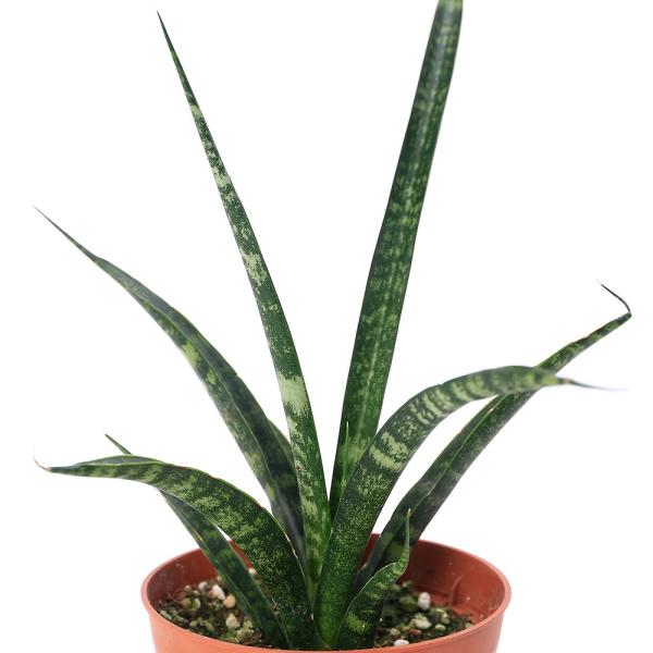 ガーデニング　観葉植物　インテリア　サンスベリア　ファーンウッド　室内　おしゃれ　インテリアグリーン　育て方　育成方法　栽培方法　サンセベリア　トラノオ　虎の尾　rknd　y24m09　空気浄化　空気清浄　toukihassouhuka