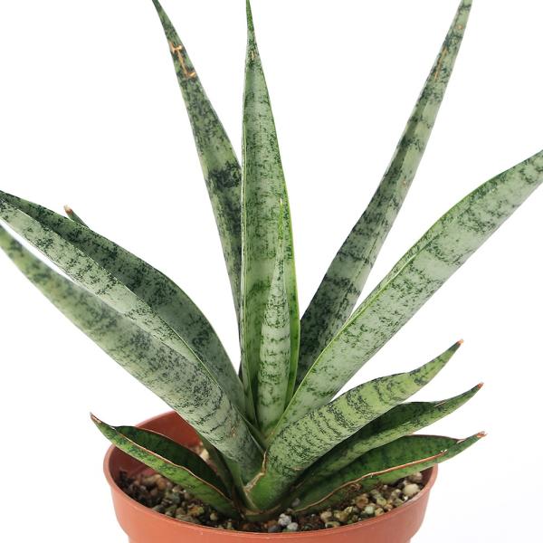 ガーデニング　観葉植物　サンスベリア　直輸入　希少種　レア　流通量　少ない　レアサンスベリア　sansevieria　20110714　ＨＴ　iemqwomq64　gemirox14　50perサンスベリア　育て方　育成方法　栽培方法　サン...