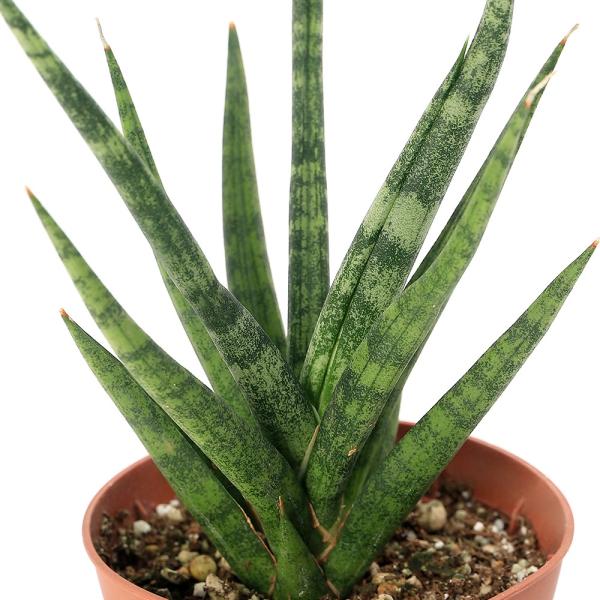 ガーデニング　観葉植物　サンスベリア　直輸入　希少種　レア　流通量　少ない　レアサンスベリア　sansevieria　育て方　育成方法　栽培方法　サンセベリア　トラノオ　虎の尾　rknd　y24m10　空気浄化　空気清浄　toukihass...