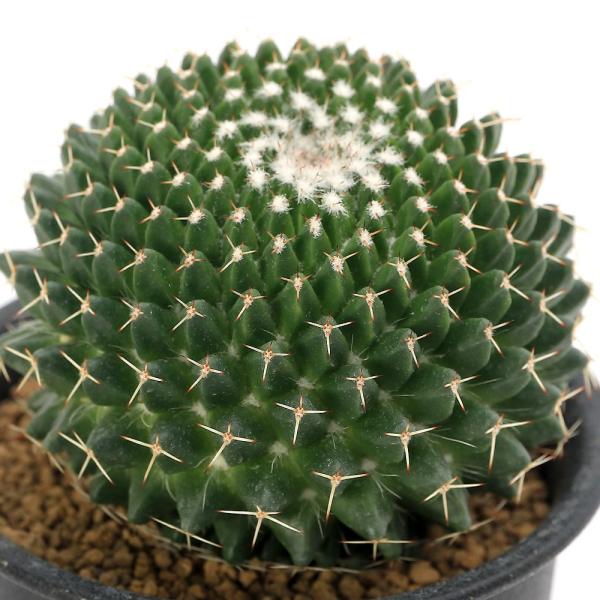ガーデニング　サボテン・多肉植物　サボテン　all_plants　Mammillaria　neomystax　東洋丸　サボテン科マミラリア属　メキシコ　育て方　育成方法　栽培方法　観葉植物　多肉　多肉植物　カクタス　シャボテン　仙人掌　ｒｋ...