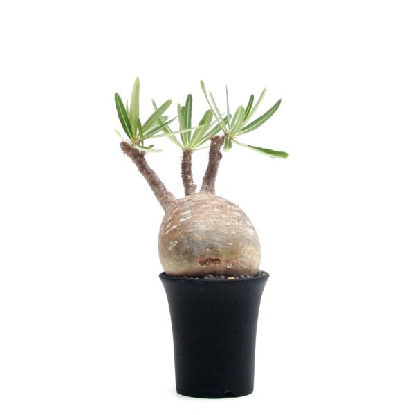 グラキリス現地球発根済穴あき