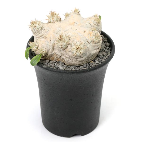 パキポディウム ブレビカウレ 恵比寿笑 現地株 観葉植物）一点物 パキポディウム ブレビカウレ 恵比寿笑い 現地株 秋