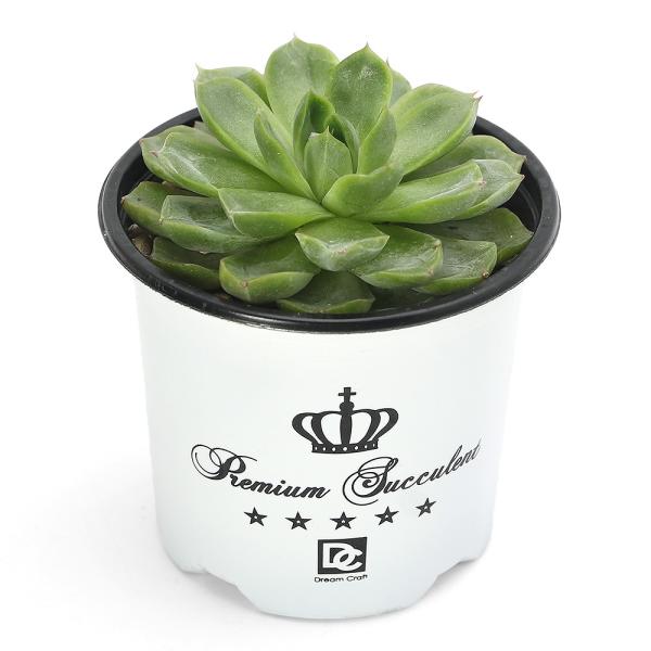 チェリー 多肉植物 多肉植物 ”チェリー” - PURE-LEAF＠petite GALLERY | minne