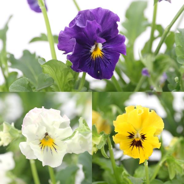 ガーデニング　ハーブ　emporio　観葉植物　all_plants　パンジー　花　フリル　ひらひら　秋植え　寄せ植え　ベーシック　pansy　xmas　Violaceae　三色菫（サンシキスミレ）　遊蝶草　人面草　ビオラ　おまかせ　おまか...