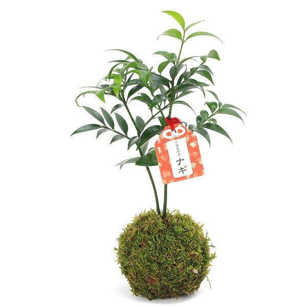 ガーデニング　観葉植物　苗　山野草　木　ナギ　ポドカムブス　縁起樹　縁起木　植物　植物生体　ガーデニング生体　ビバリウム　アクアテラリウム　パルダリウム　育て方　育成方法　栽培方法　rknd　y24m10　creategardening　e...