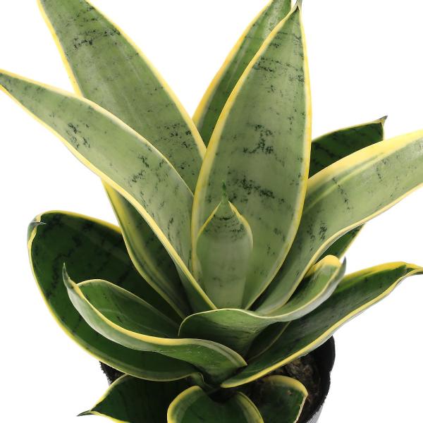 ガーデニング　観葉植物　サンスベリア　サンセベリア　シルバーハニー　all_plants　oasisnae　両爬向き植物　植物　植物生体　ガーデニング生体　育て方　育成方法　栽培方法　cno　20241101　y24m11　ＡＹ　空気浄化　...