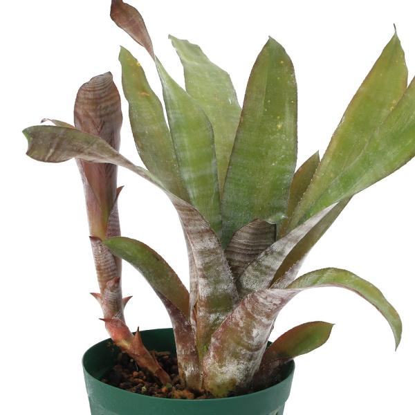 観葉植物）エクメア フルゲンス 4号（1鉢）タンクブロメリア