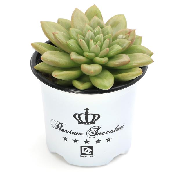 エケベリア　3種セット　① エケベリア3種セット - メルカリ