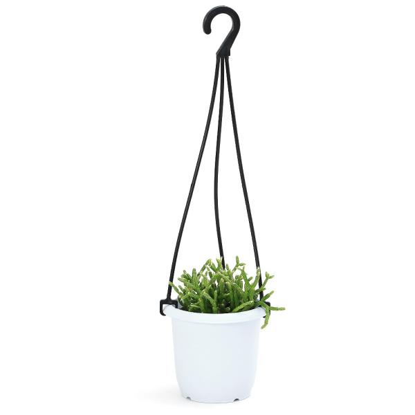 観葉植物）リプサリス セレウスクラ ヘアリー 吊り鉢タイプ 3号