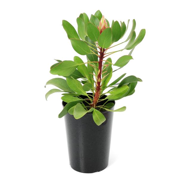 観葉植物）プロテア リトルプリンス 5号（1鉢）花芽無し株