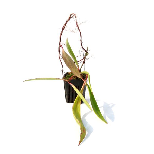 観葉植物）ホヤ スラウェシアナ Mamasa， West