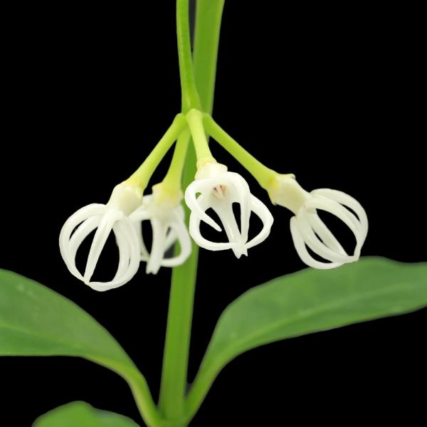 観葉植物）ホヤ デシプラエ Bengkulu， Sumatra