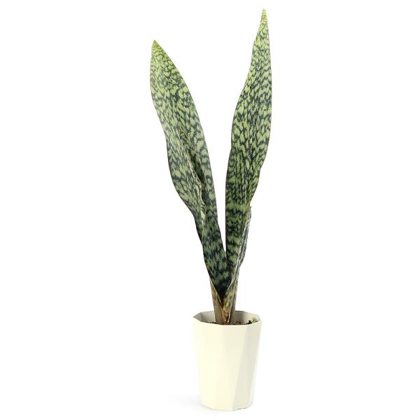 【限定特価】希少種 サンスベリア オブリティアナ 丈夫 美麗 観葉植物 限定特価】希少種 サンスベリア オブリティアナ 丈夫 美麗 観葉植物