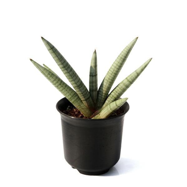 観葉植物）サンスベリア スノーボーイ 4号（1鉢） : チャーム charm