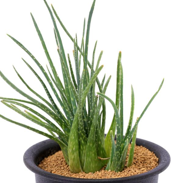 多肉植物）アロエ ボウィエア 3号（1ポット） : チャーム charm