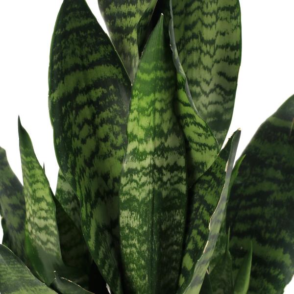 観葉植物　園芸　ガーデニング　インテリア　育て方　育成方法　栽培方法　opa2_delete　gardennewyear　サンセベリア　アツバチトセラン　厚葉千歳蘭　Ｓａｎｓｅｖｉｅｒｉａ　ｚｅｙｌａｎｉｃａ　非耐寒性常緑多年性多肉植物　熱...