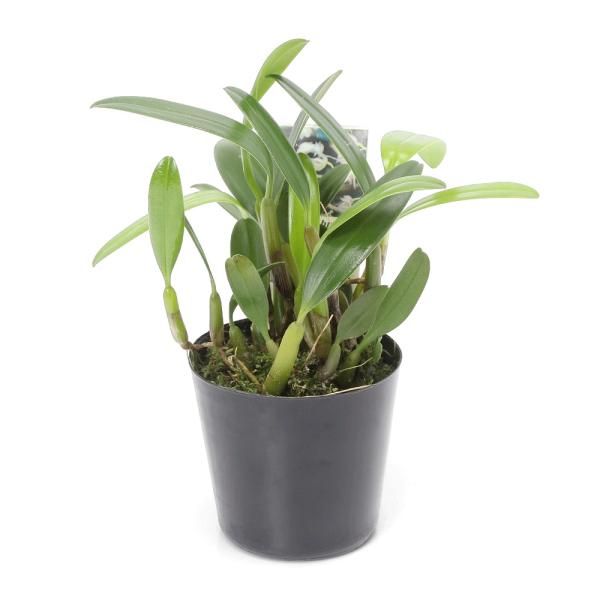 観葉植物）洋ラン バルボフィラム アンブロシア 3〜3．5号（1