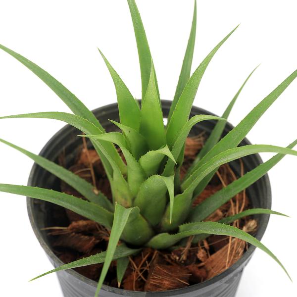 エクメア レクルバータ　アズテックゴールド 斑入り タンクブロメリア 子株 Yahoo!オークション -「エクメア レクルバータ」の落札相場・落札価格