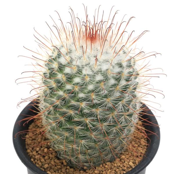 観葉植物　_kame　_gardening　_hachu　sfset　opa2_delete　all_plants　ガーデニング　Mammillaria　bombycina　ボンビシーナ　サボテン科マミラリア属　サボテン　メキシコ　育て方　...