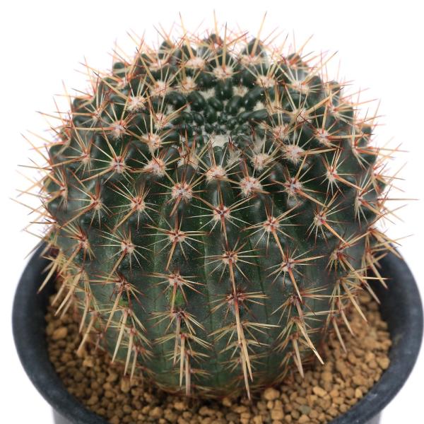 多肉植物）サボテン ノトカクタス 星の王子 3号（1鉢） : チャーム