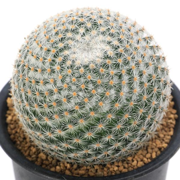 多肉植物）サボテン マミラリア 白玉殿 3号（1鉢） : チャーム charm