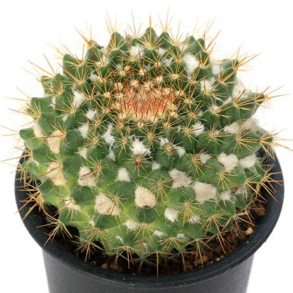 多肉植物）サボテン マミラリア 唐金丸（カラカネマル） 3号