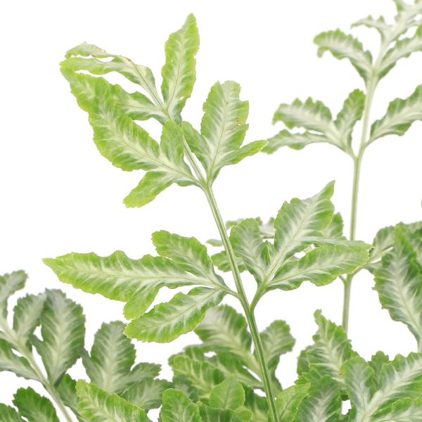 paludariumplants　観葉植物　園芸　ガーデニング　ビバリウム　アクアテラリウム　パルダリウム　水草　シダ　Pteris　ensiformis　Evergemiensis　イノモトソウ　シダ植物　羊歯植物　歯朶植物　shida_...