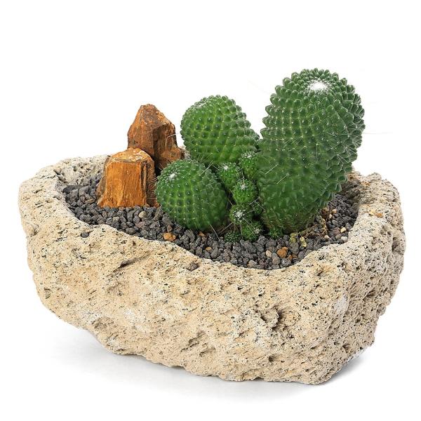 多肉植物）サボテン マミラリア マークシアナ 群生 白溶岩石植え S