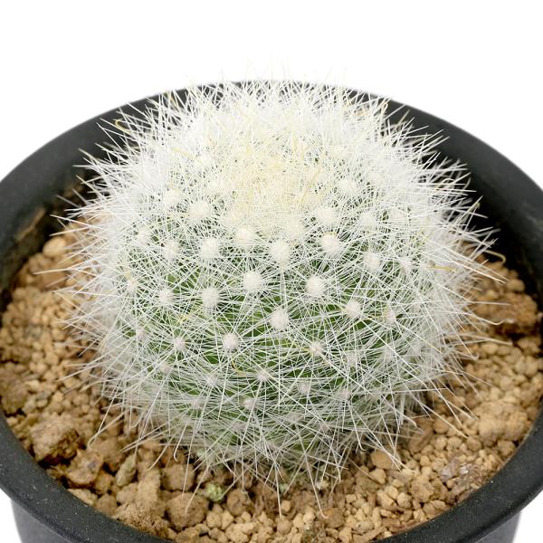 観葉植物　ガーデニング　サボテン　マミラリア　月宮殿　ブラジル　育て方　育成方法　栽培方法　多肉　多肉植物　カクタス　シャボテン　仙人掌　rknd　y24m12　2025tuuki　restock　kaijyo　toukihassouhuka