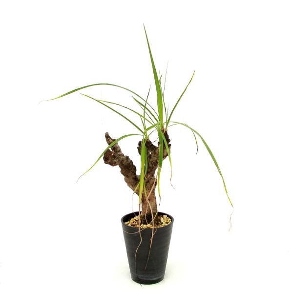 観葉植物）一点物 キセロフィタ レティネルビス 発根済 枯れ枝あり