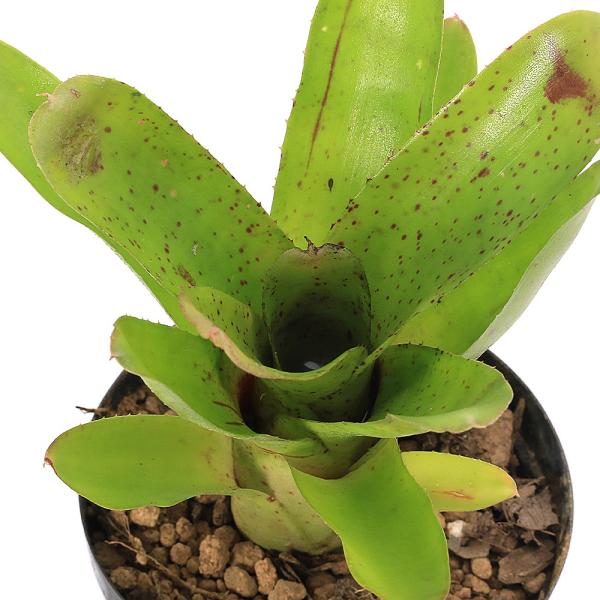 観葉植物）ネオレゲリア キャンデラブラ 3号（1鉢）タンクブロメリア