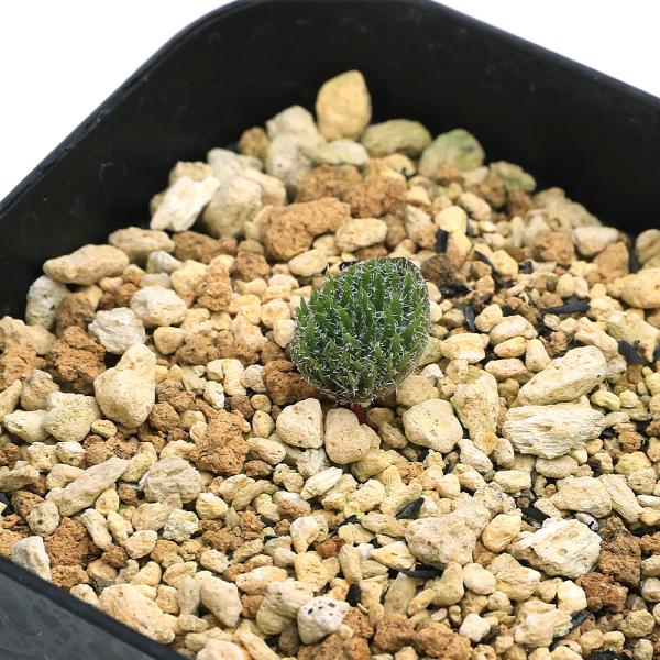 観葉植物）エリオスペルマム ケルビコルネ 3号（1鉢）ケープバルブ