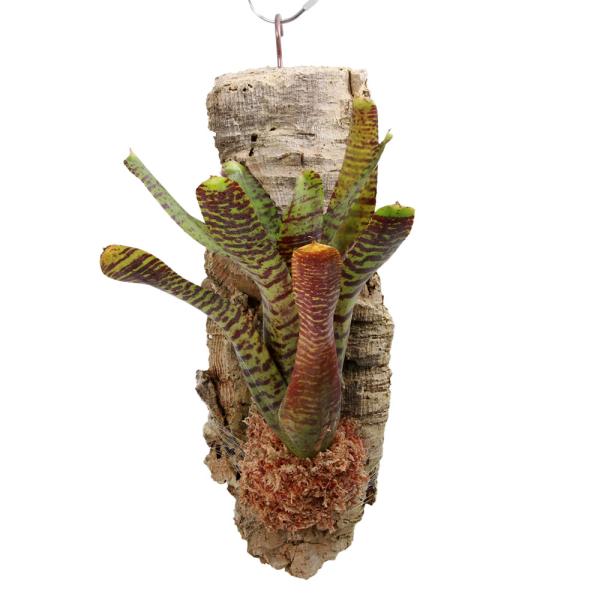 paludariumplants　パルダリウム　テラリウム　インテリア　観葉植物　園芸　ガーデニング　ビバリウム　アクアテラリウム　両爬向き植物　アナナス　パイナップル科　ブロメリア　タンクブロメリア　着生植物　ネオレゲリアシリーズ　ネオレ...