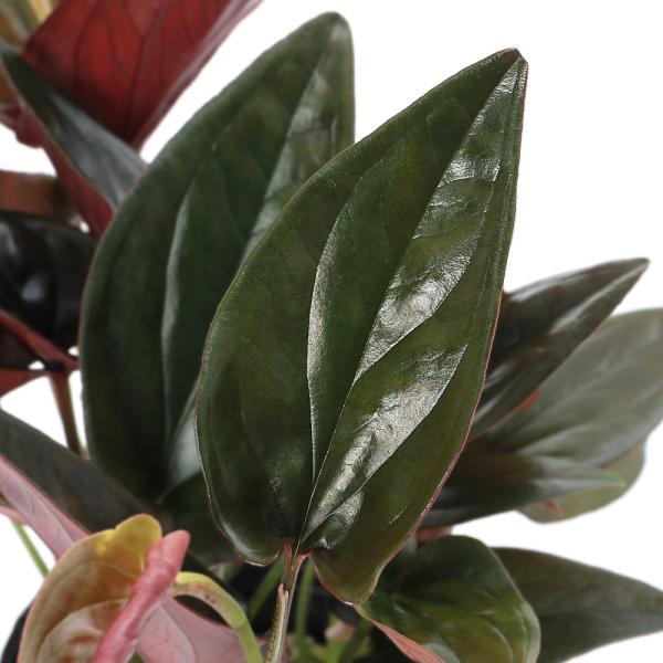 観葉植物　ガーデニング　ビバリウム　アクアテラリウム　パルダリウム　サトイモ　シンゴニューム　Syngonium　erythrophyllum　チョコレート　育て方　育成方法　栽培方法　rknd　y25m02　2025tuuki　touki...