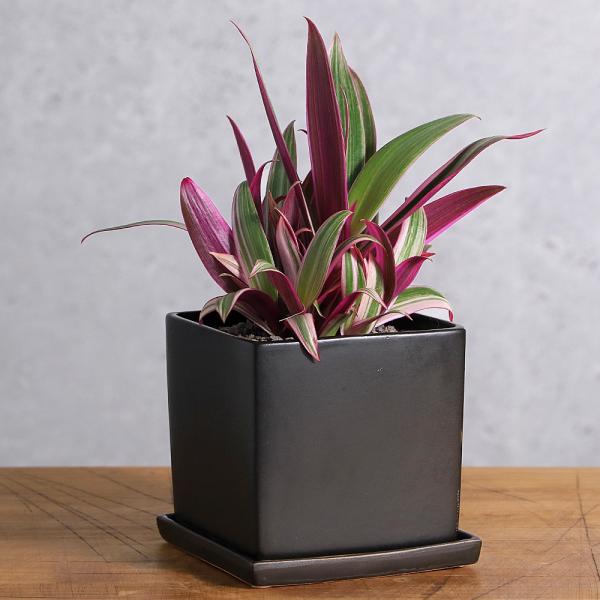 ガーデニング　観葉植物　ダイス陶器鉢植えシリーズ　陶器鉢植えシリーズ　植物　植物生体　ガーデニング生体　幸福　樹　toukibachikannyou_series　20160413　ＴＫ　pottery_plant_series　育て方　育...