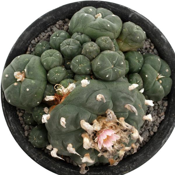 サボテン　ロフォフォラ　烏羽玉　3号鉢つき　7点セット❗　⑤ サボテン ロフォフォラ 烏羽玉 3号鉢つき 7点セット❗ ⑨ サボテン