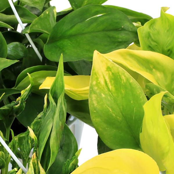 観葉植物）ポトス テルノ系 品種おまかせ 5号 吊り鉢（1鉢）PVP