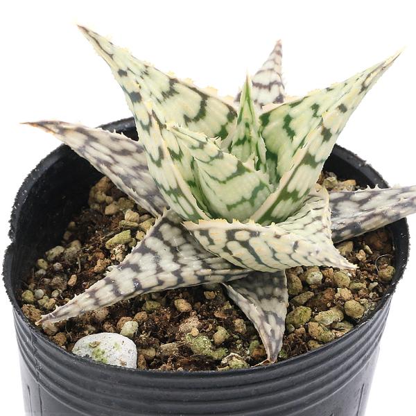 多肉植物　アロエ　aloe_series　植物　植物生体　ガーデニング生体　tanikuplapot_series　Aloe　variegata　育て方　育成方法　栽培方法　観葉植物　20250308　AY　y25m03　2025tuuki...