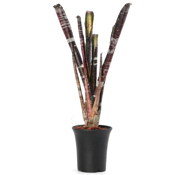 観葉植物）エクメア ロベルトメネスカル 3．5号（1株） : チャーム