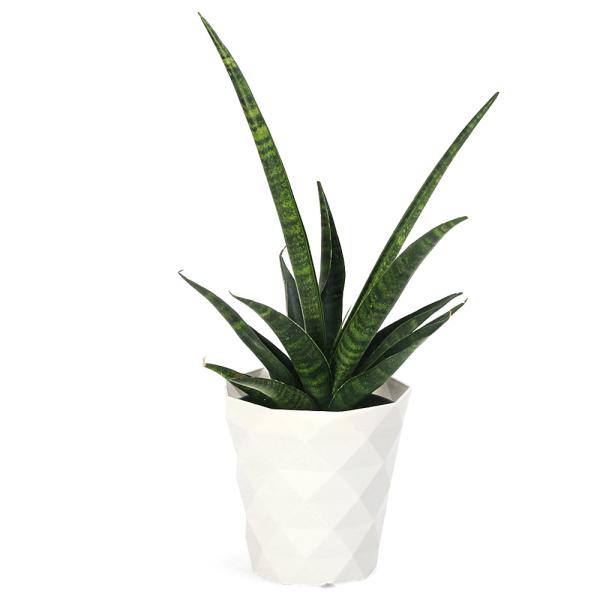 ガーデニング　観葉植物　サンスベリア　希少種　レア　流通量　少ない　レアサンスベリアsansevieria　20160901　ＨＴ　育て方　育成方法　栽培方法　サンセベリア　トラノオ　虎の尾　cno　20250318　y25m03　2025...